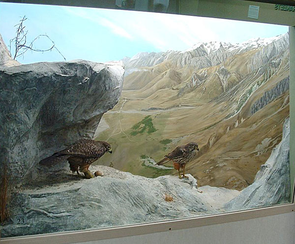 Harrier diorama
