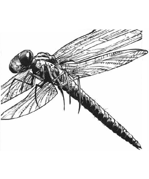 Dragonfly, Giant