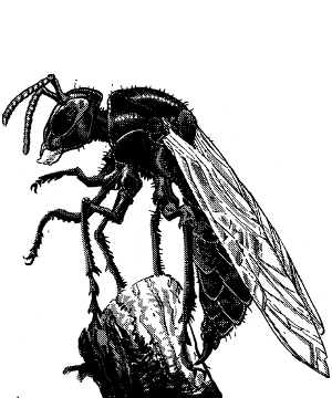 Mason Wasp, Giant