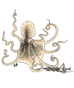 Octopus, Giant. 