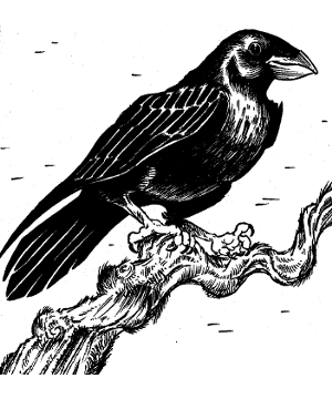 Raven, Greater