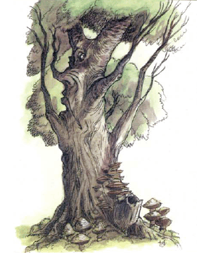 Tree, Singing